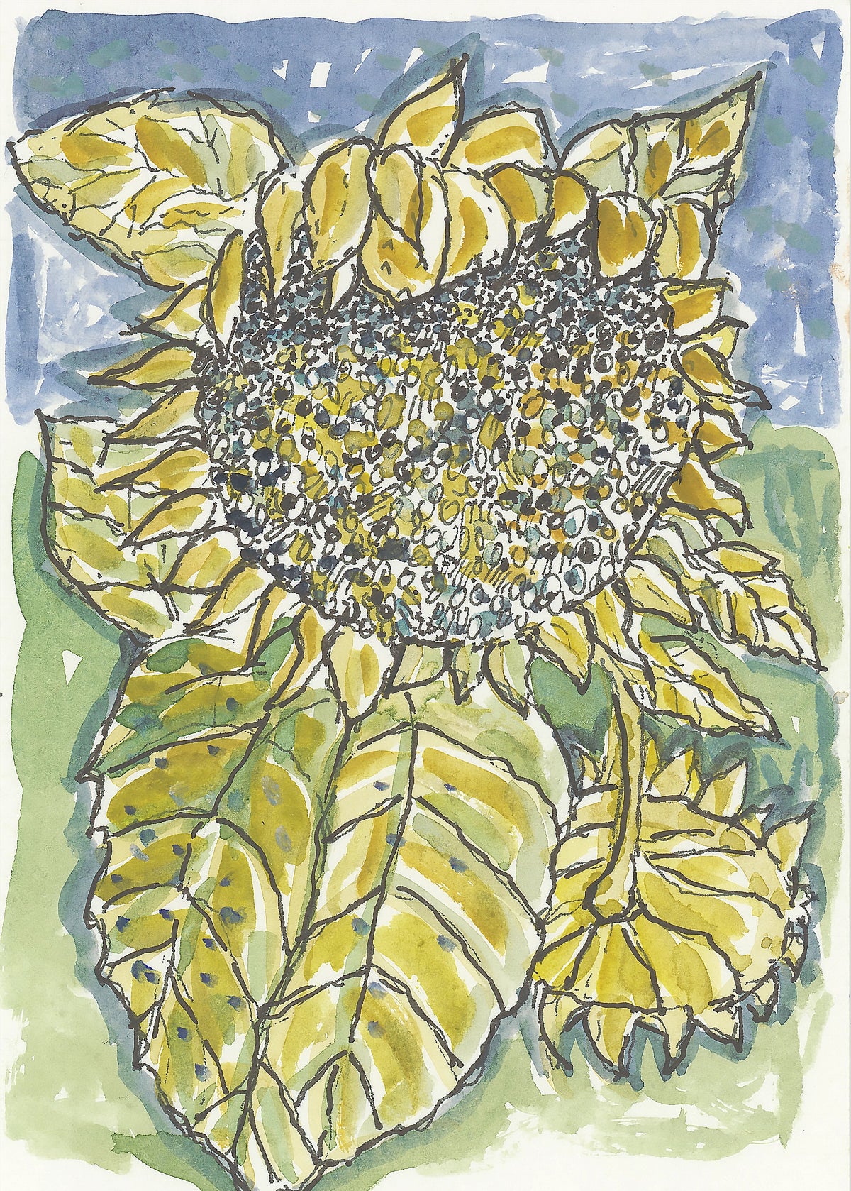 Camino watercolor of sunflower with large seed head against blue sky