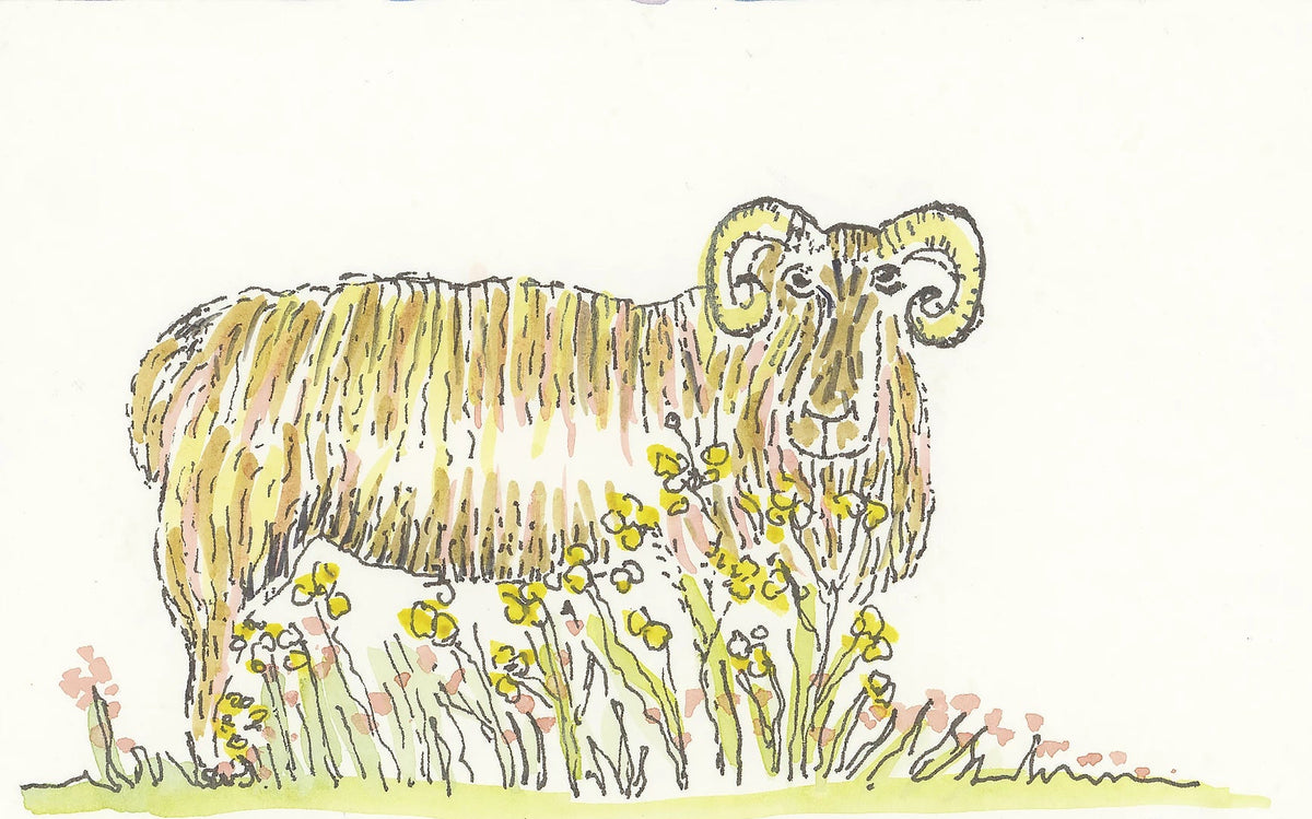 Camino sketch of a ram standing in yellow flowers