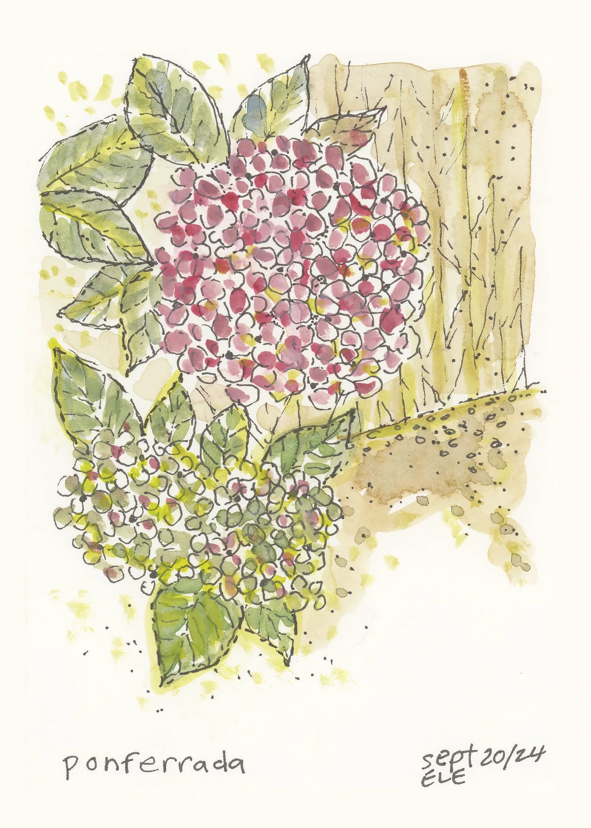 Camino watercolor of pink hydrangea flowers in Ponferrada, Spain, against a wooden background